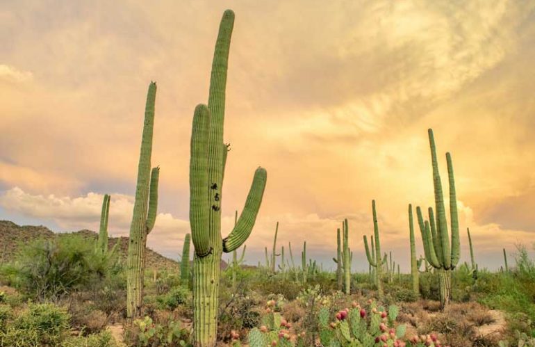 What are the main characteristics of Sonoran food?
